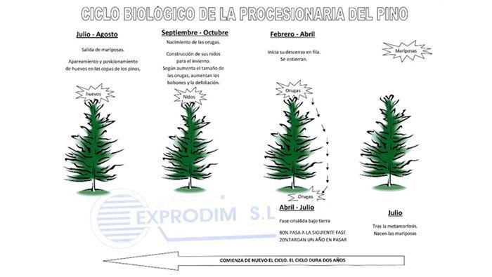 Procesionaria del Pino